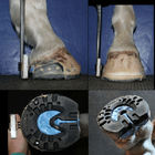 양측부는 빨리 호오스 발굽 가진 동물 발 치료를 위해 탄력적 실리콘 주형 퍼티에서 설정했습니다